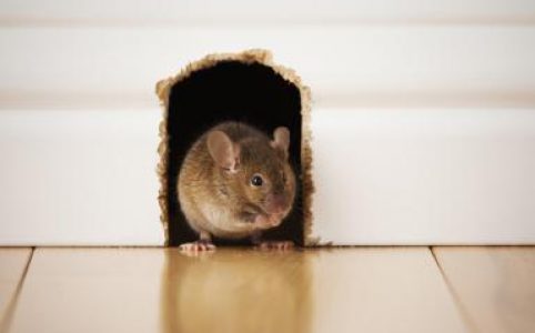 Thuốc diệt chuột hiệu quả cao và an toàn cho môi trường